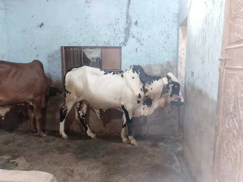 Qurbanii 2027 — photo 7