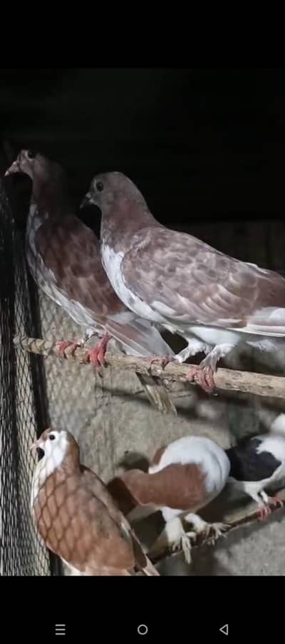 Pigeon pair For Sale