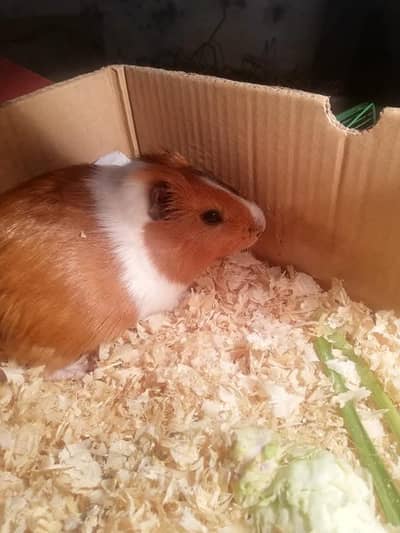 hamsters & guinea pig available