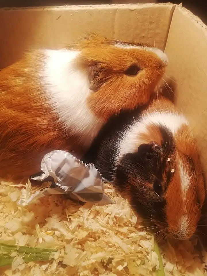 hamsters & guinea pig available — photo 2