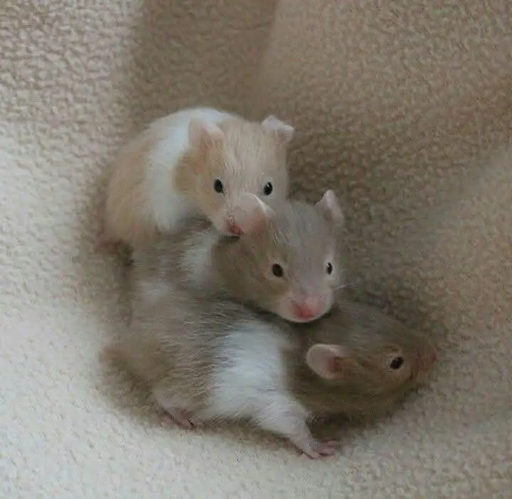 hamsters & guinea pig available — photo 3