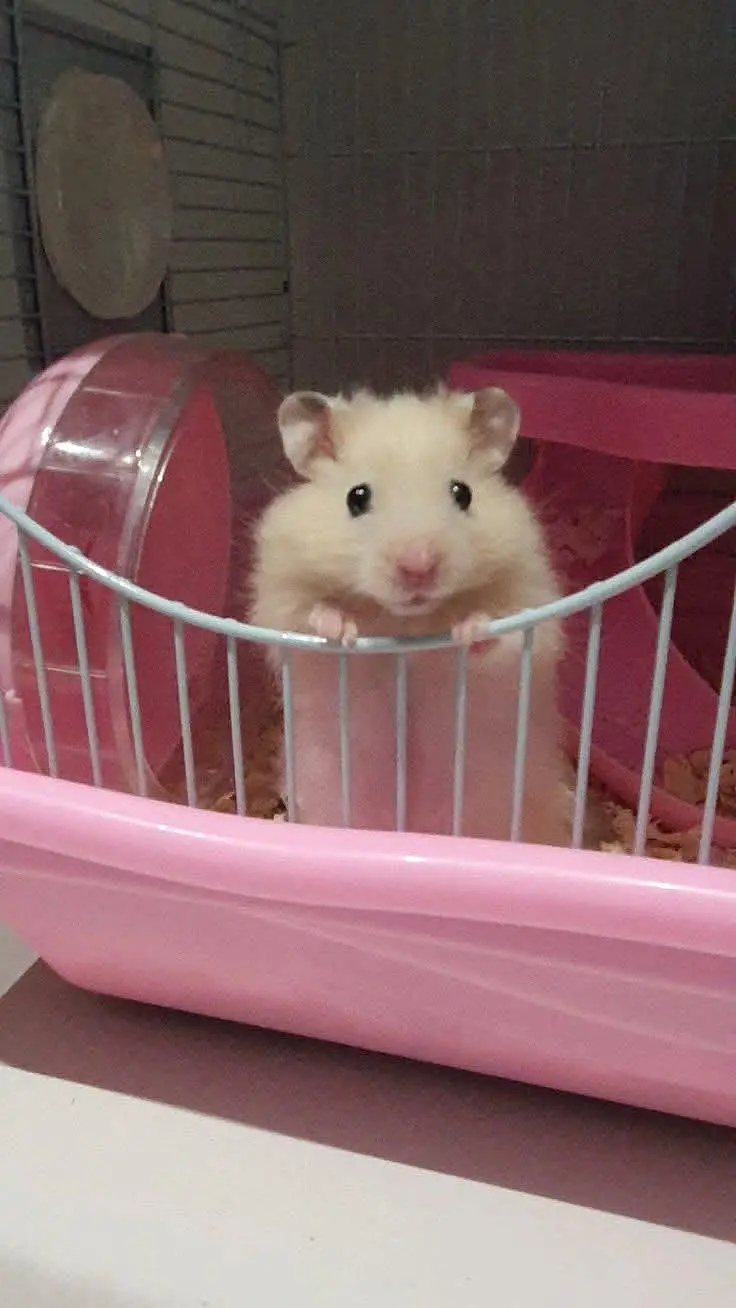 hamsters & guinea pig available — photo 5