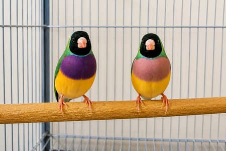 Gouldian Finch Blue Split Pair and Grey Cockatiel Confirm Breeder Pair