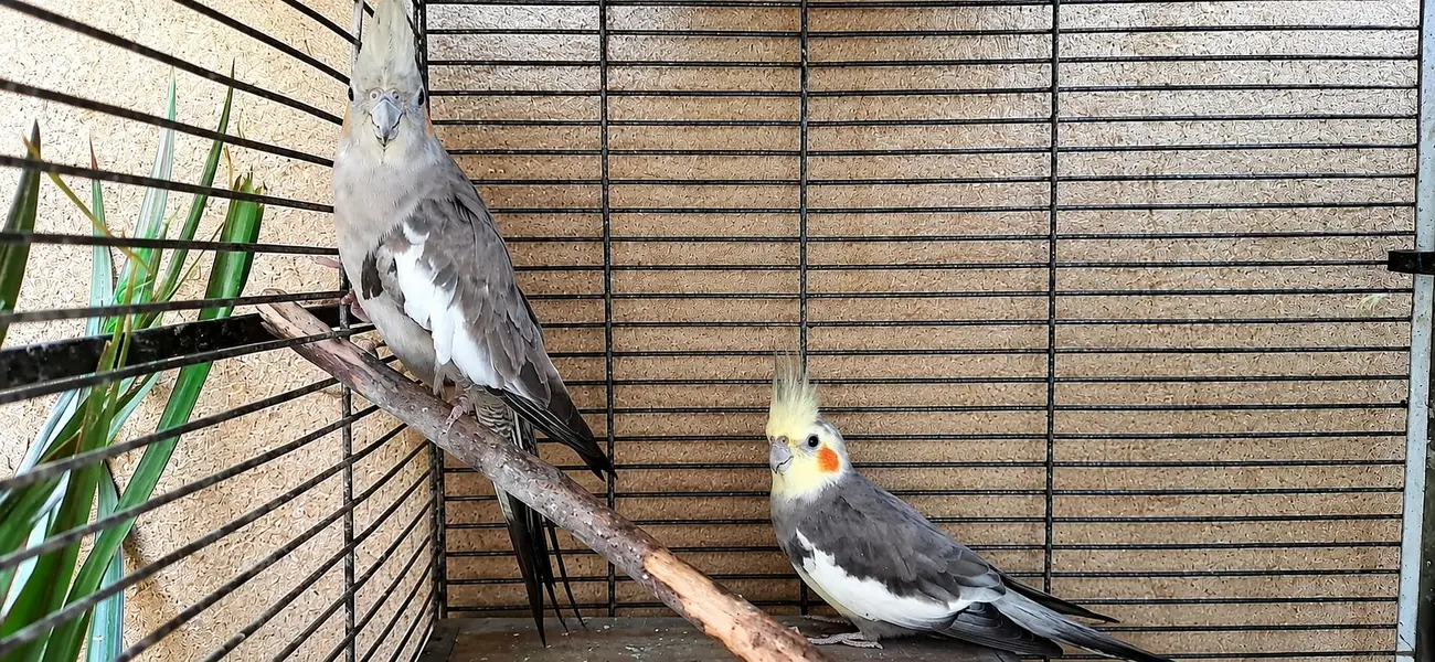 Gouldian Finch Blue Split Pair and Grey Cockatiel Confirm Breeder Pair — photo 2