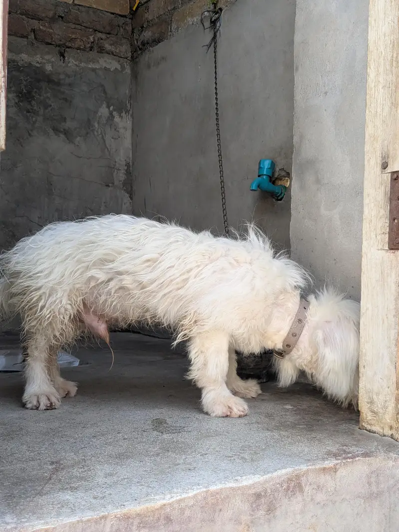 puddle breed 6 month age in learning stage — photo 2