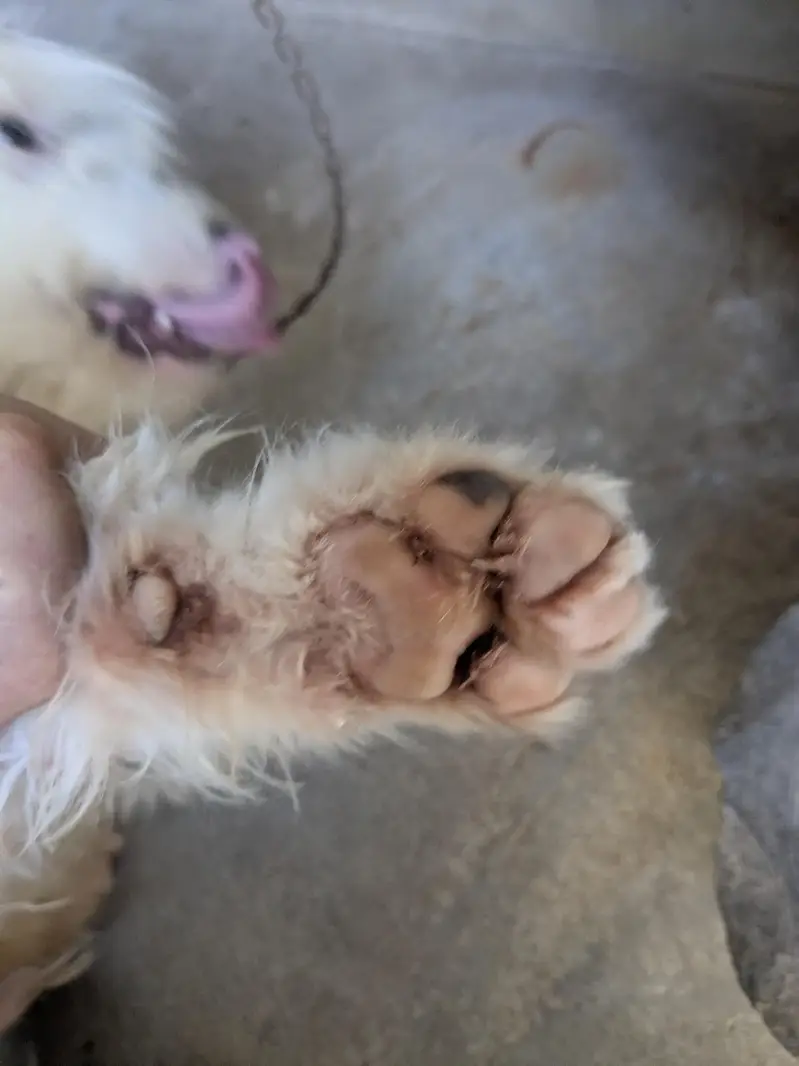 puddle breed 6 month age in learning stage — photo 10