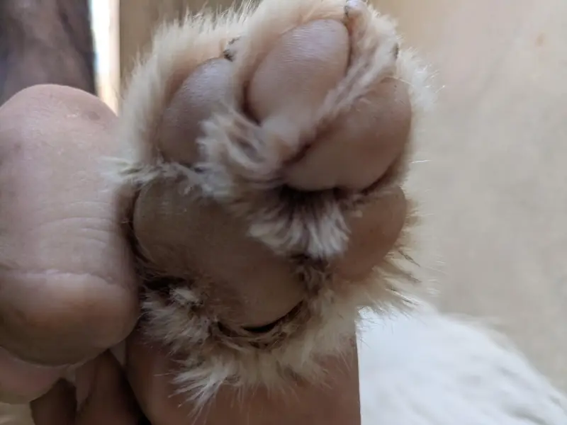 puddle breed 6 month age in learning stage — photo 12