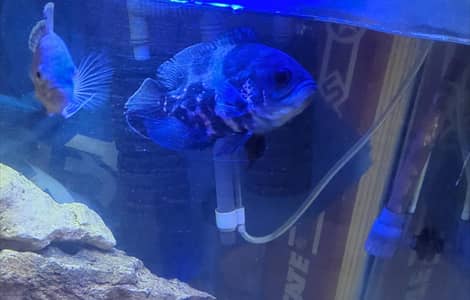 tiger Oscar and albino Oscar
