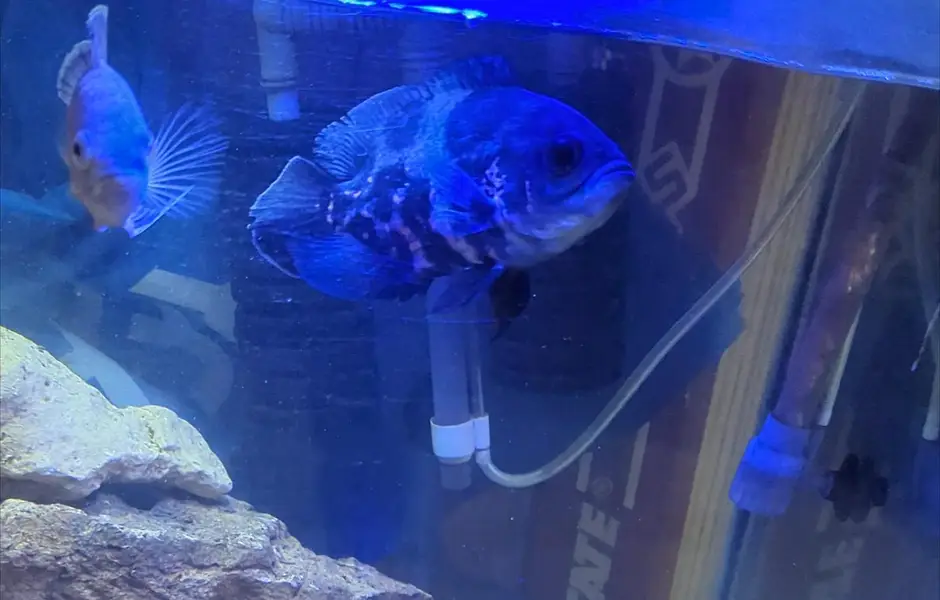 tiger Oscar and albino Oscar