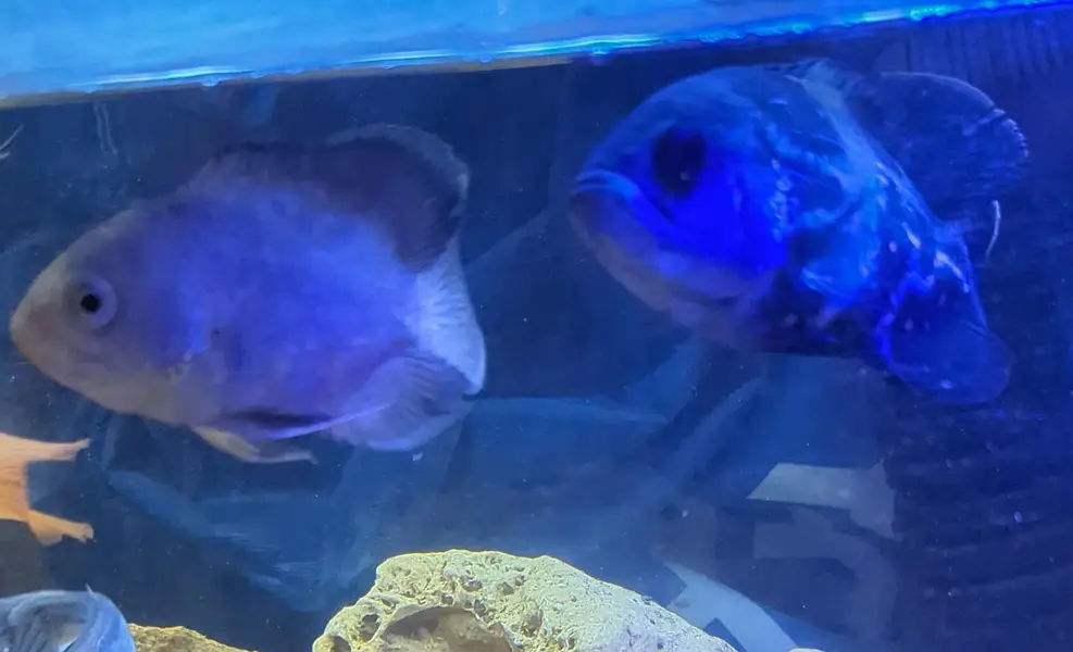 tiger Oscar and albino Oscar — photo 2