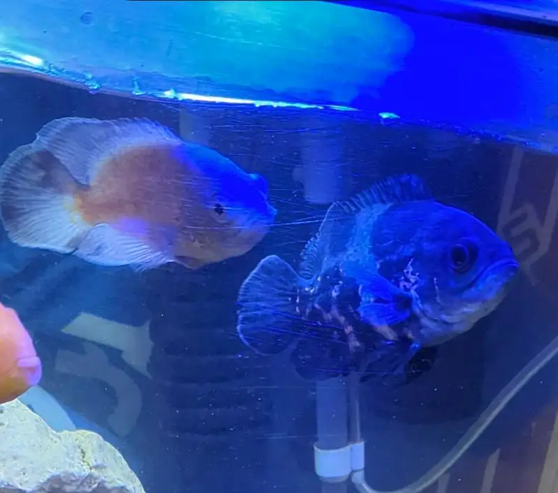 tiger Oscar and albino Oscar — photo 3