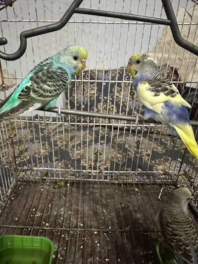 2 pair of budges
