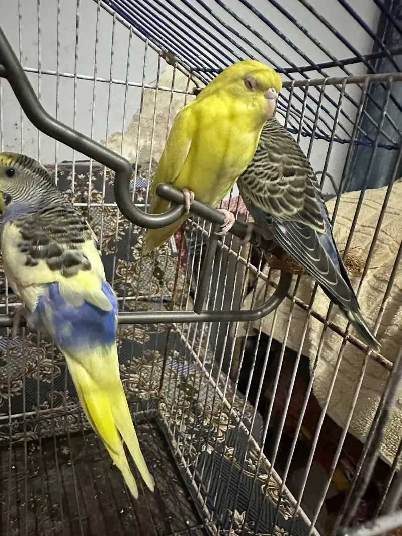 2 pair of budges — photo 2