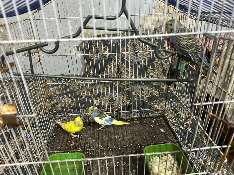 2 pair of budges — photo 3