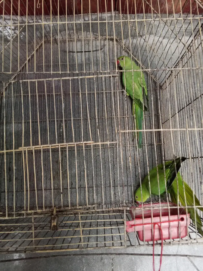 green neck pair and Australian parrot — photo 2