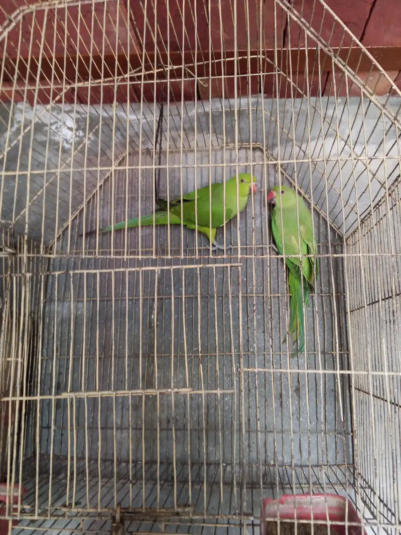 green neck pair and Australian parrot — photo 4
