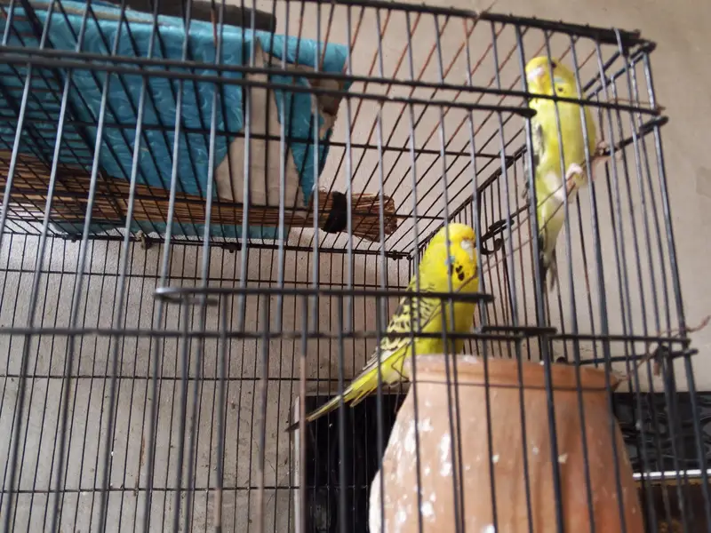 green neck pair and Australian parrot — photo 5