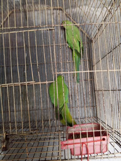 green neck pair Australian parrot pair