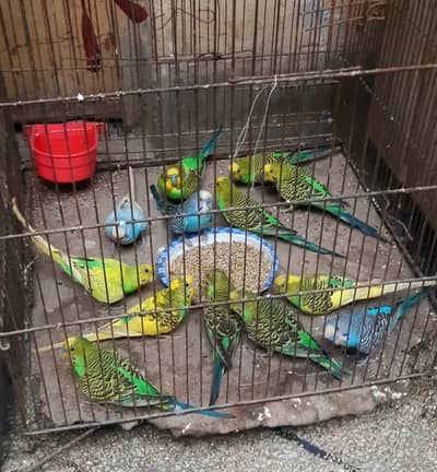 green neck pair Australian parrot pair