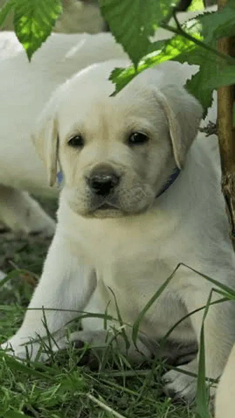 pure breed Labrador puppies available for sale