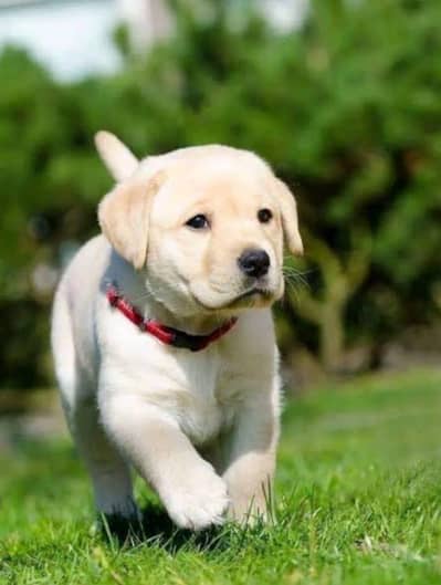 pure breed Labrador puppies available for sale