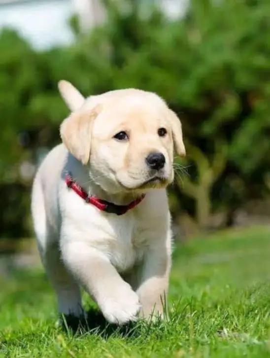 pure breed Labrador puppies available for sale — photo 2