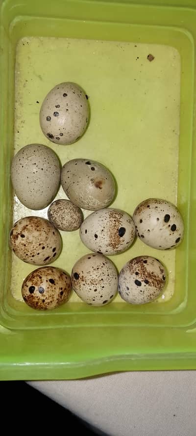 Common Quail Eggs