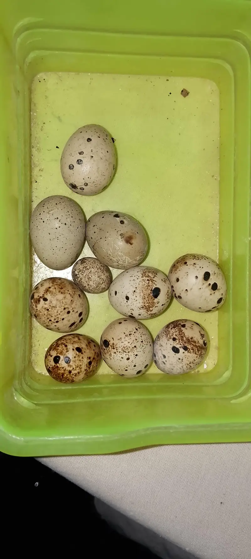 Common Quail Eggs — photo 2