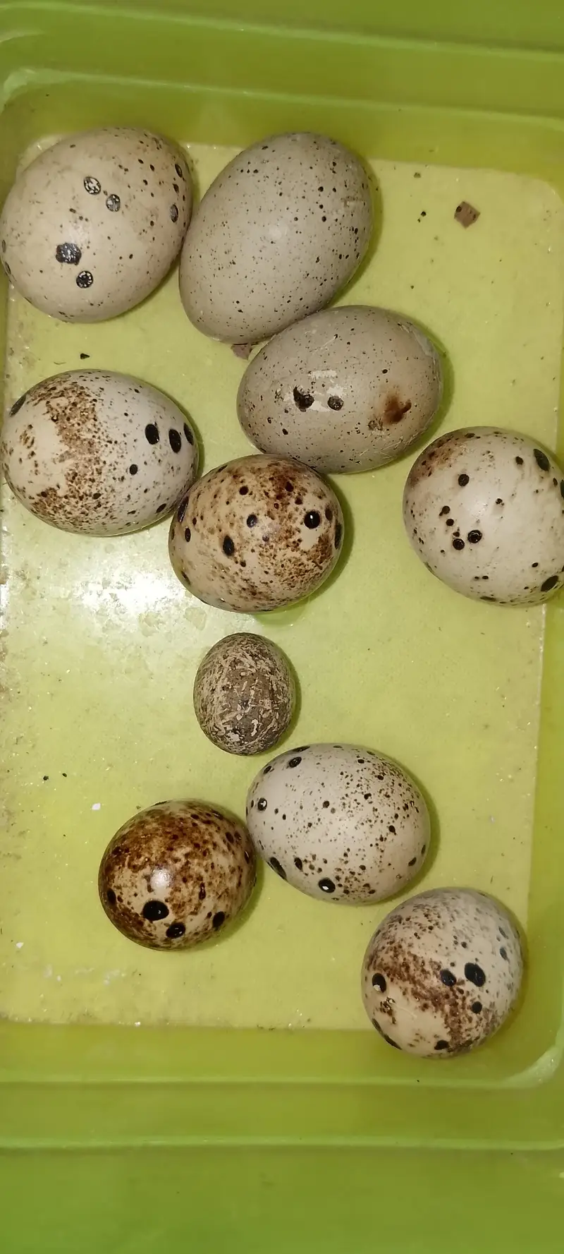 Common Quail Eggs — photo 3