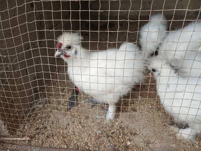 Almost 6 months Silkie available sale