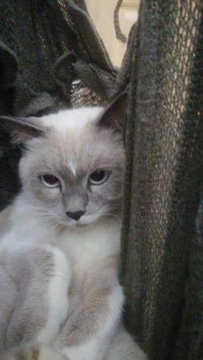 British Scottish fold Siamese Mix