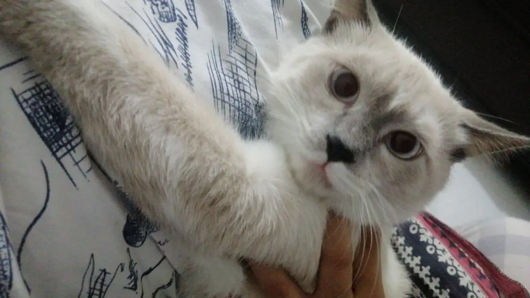 British Scottish fold Siamese Mix — photo 2