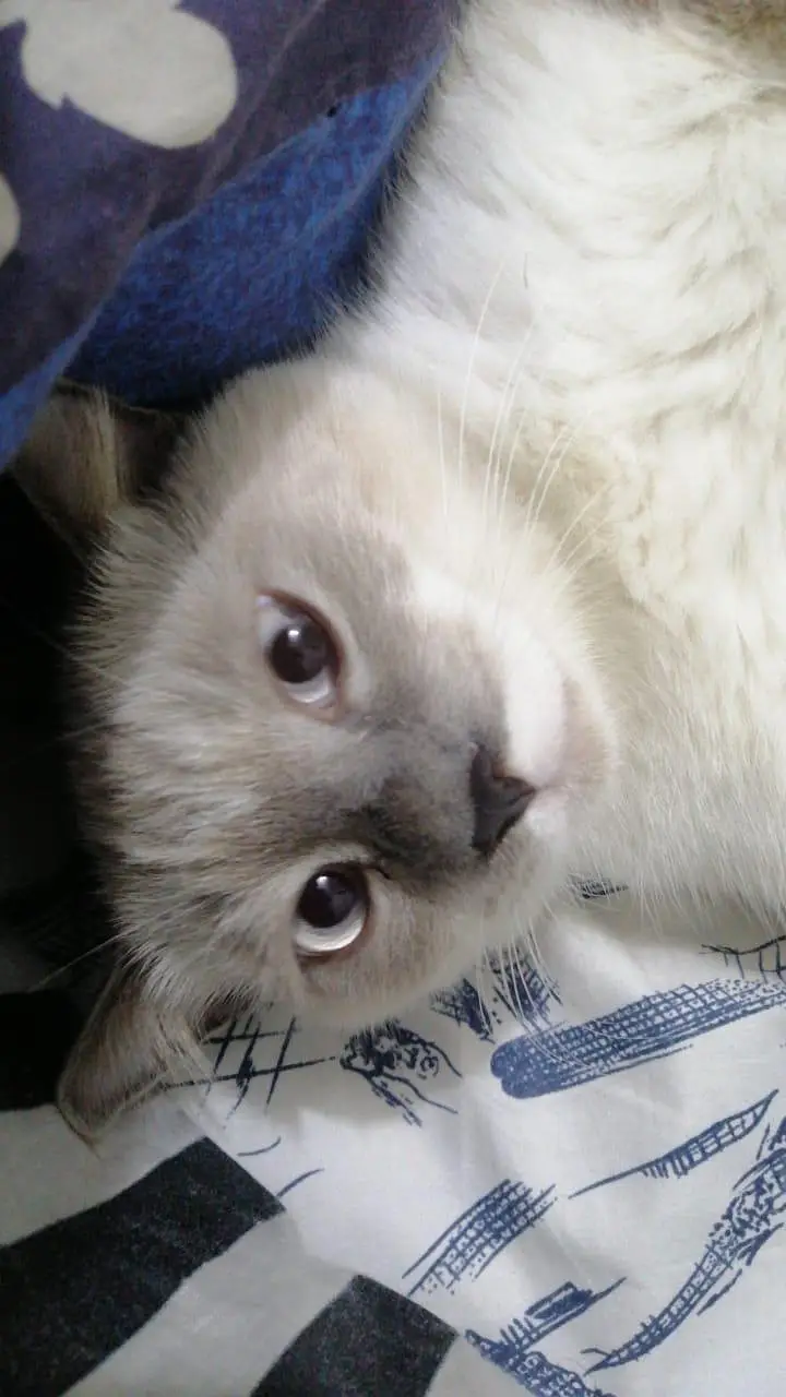 British Scottish fold Siamese Mix — photo 3