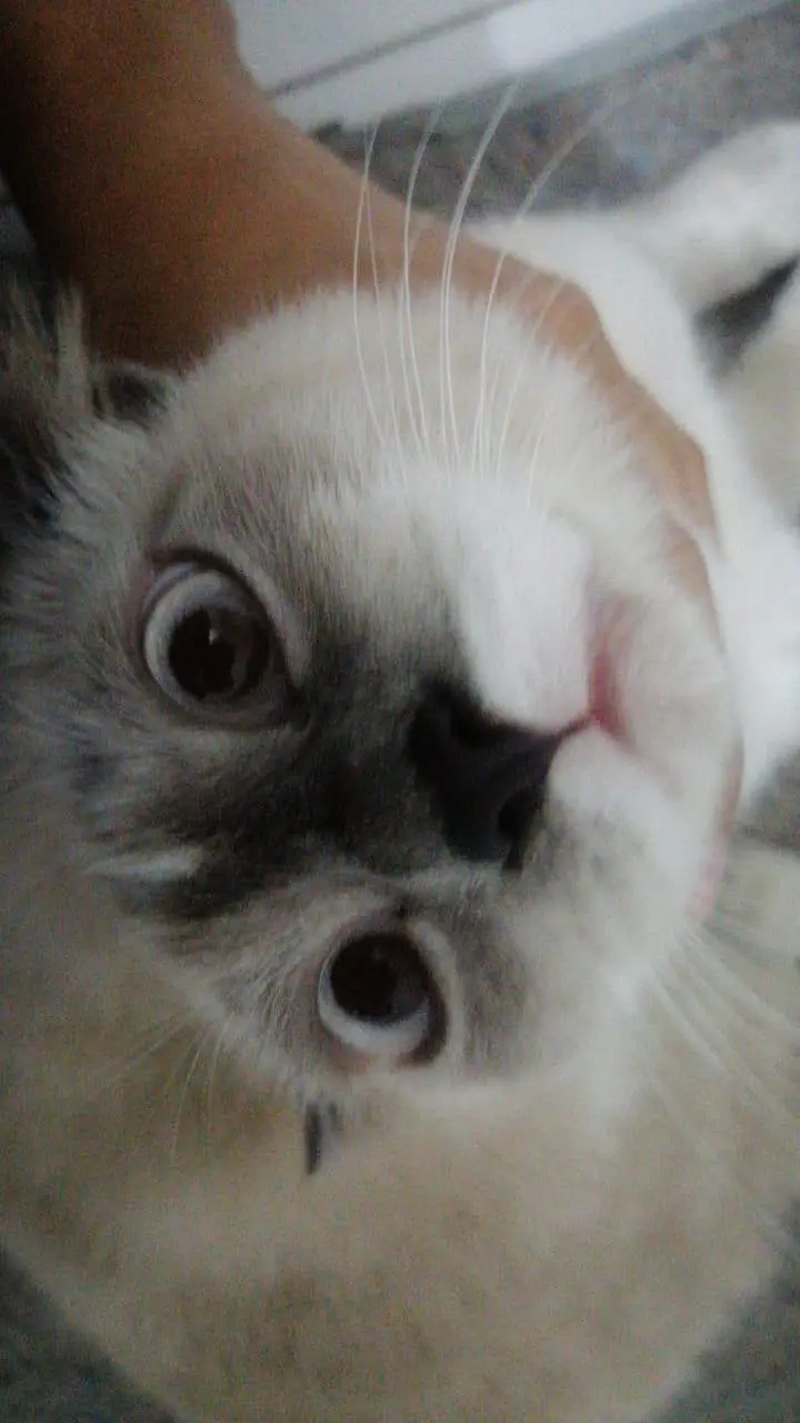 British Scottish fold Siamese Mix — photo 4