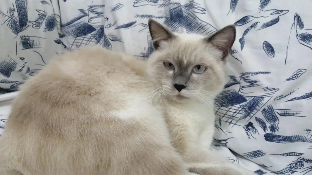 British Scottish fold Siamese Mix — photo 5
