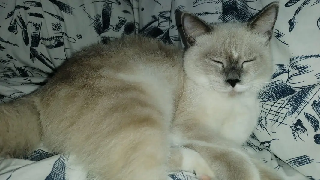 British Scottish fold Siamese Mix — photo 6