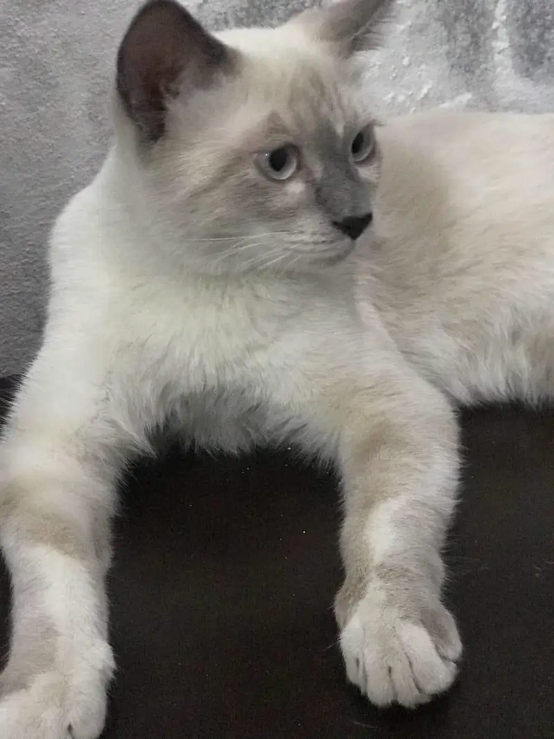 British Scottish fold Siamese Mix — photo 7