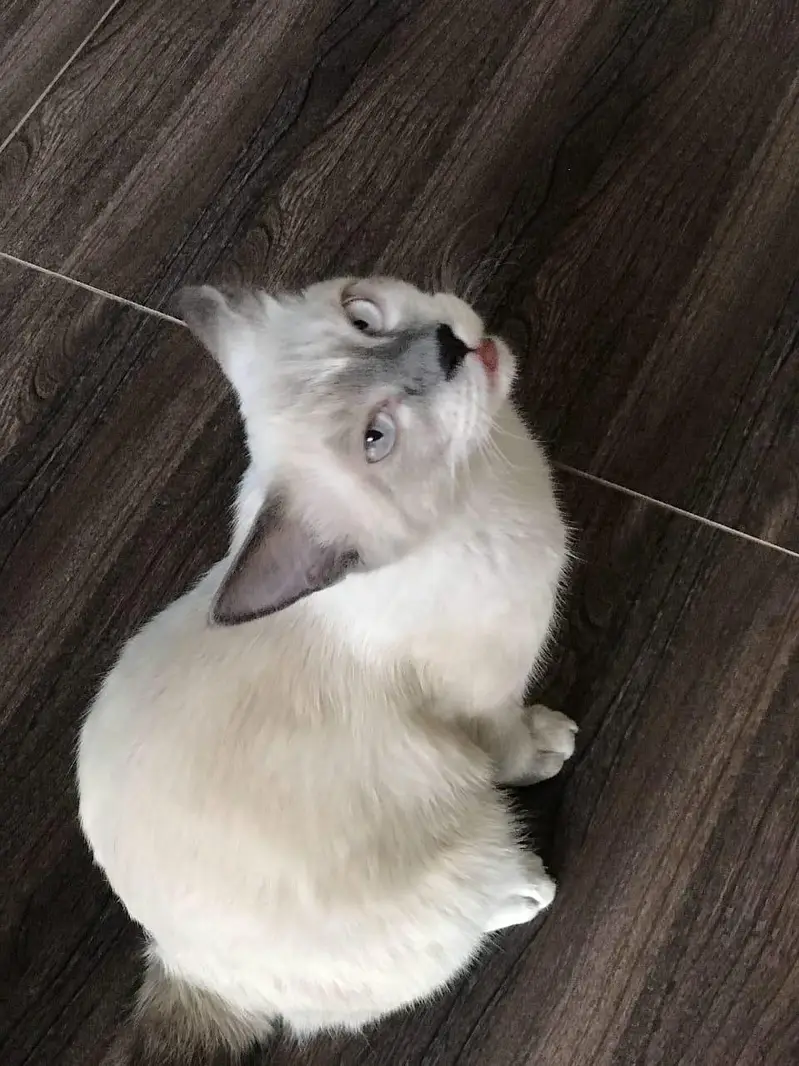 British Scottish fold Siamese Mix — photo 8