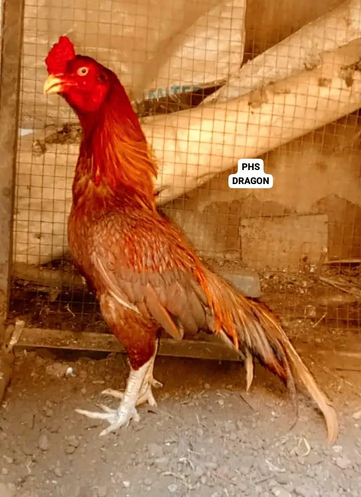Heera Aseel Peela amrooha Aseels — photo 2