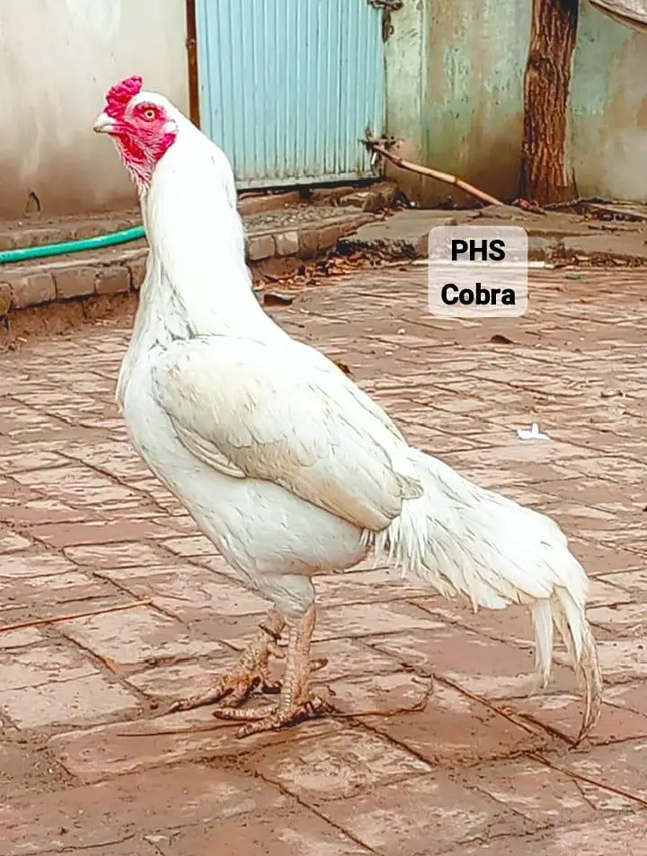 Heera Aseel Peela amrooha Aseels — photo 3