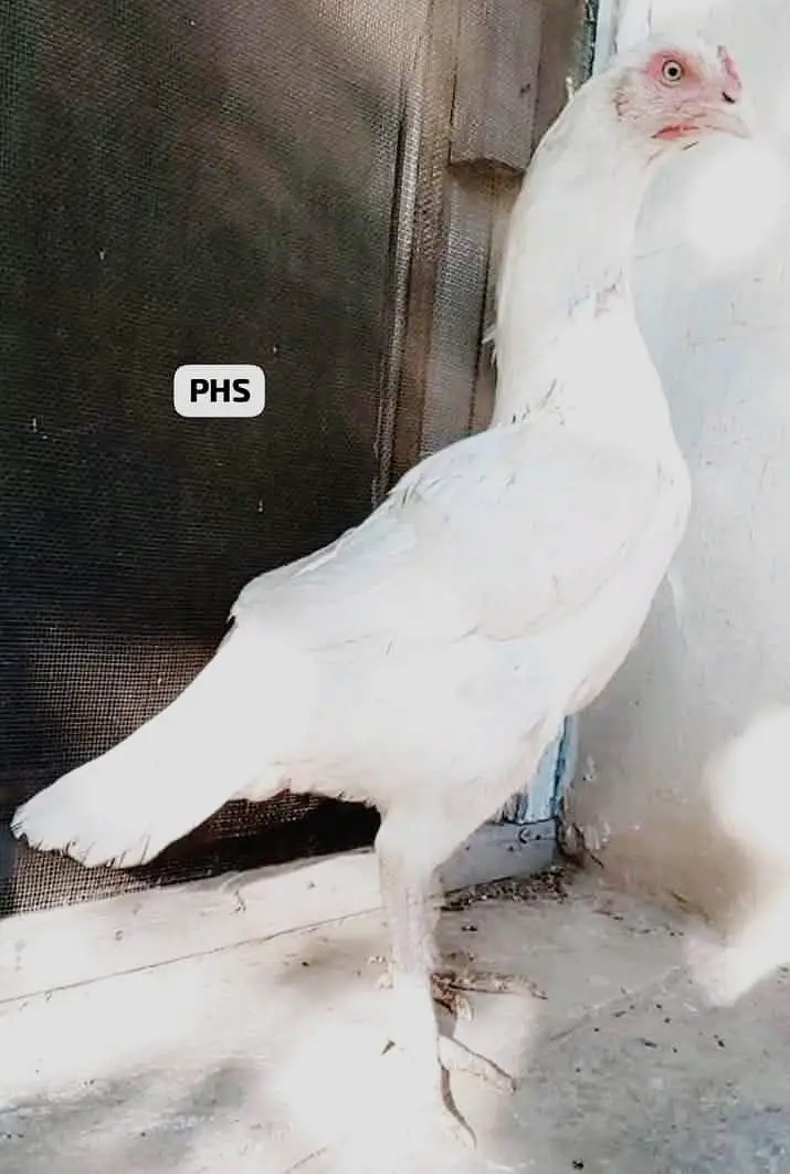 Heera Aseel Peela amrooha Aseels — photo 6