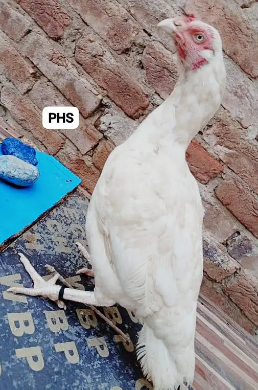 Heera Aseel Peela amrooha Aseels — photo 8