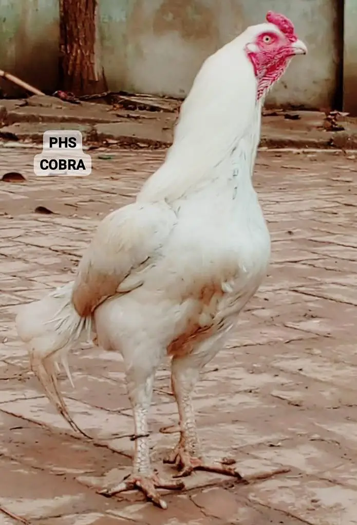 Heera Aseel Peela amrooha Aseels — photo 10