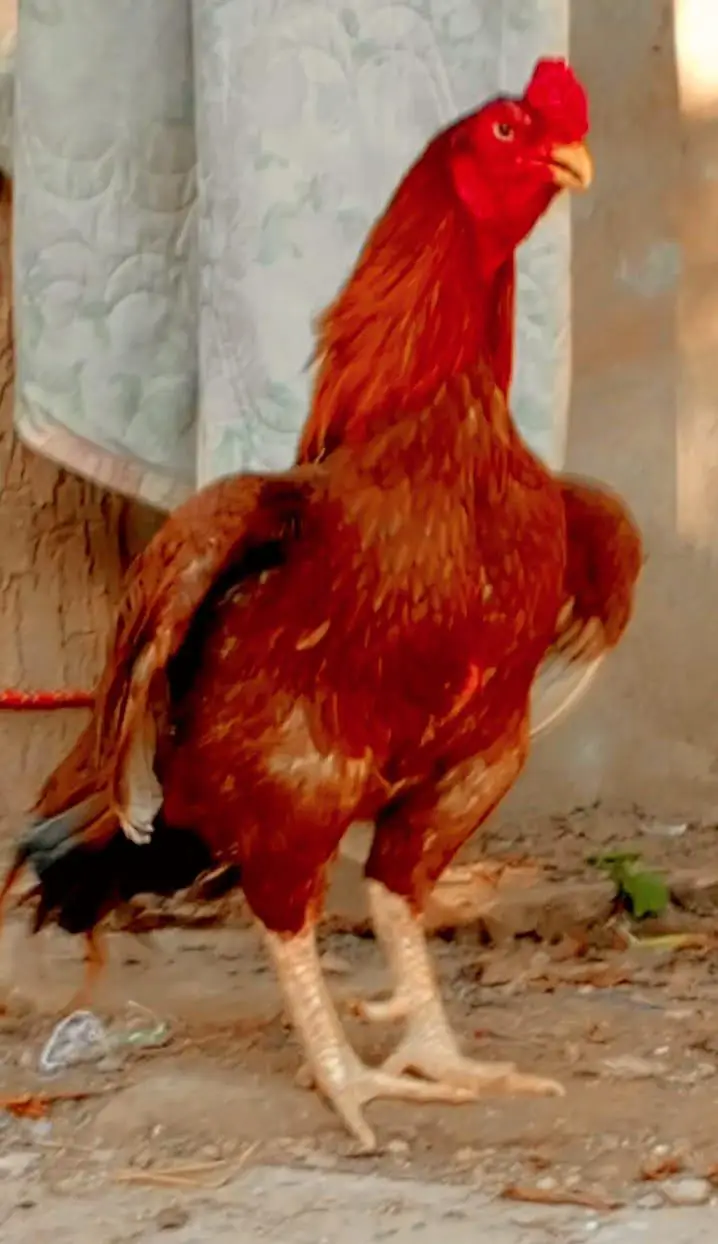 Heera Aseel Peela amrooha Aseels — photo 12