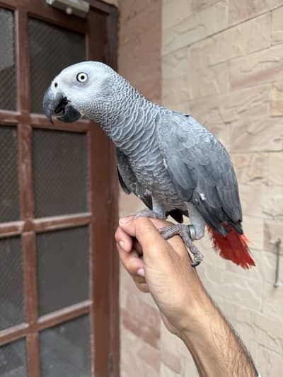 Grey Parrot Male semi Tamed
