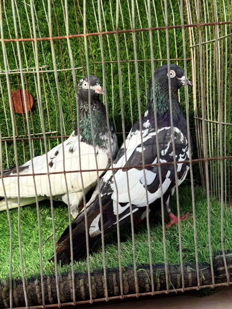 Rampuri pair 0