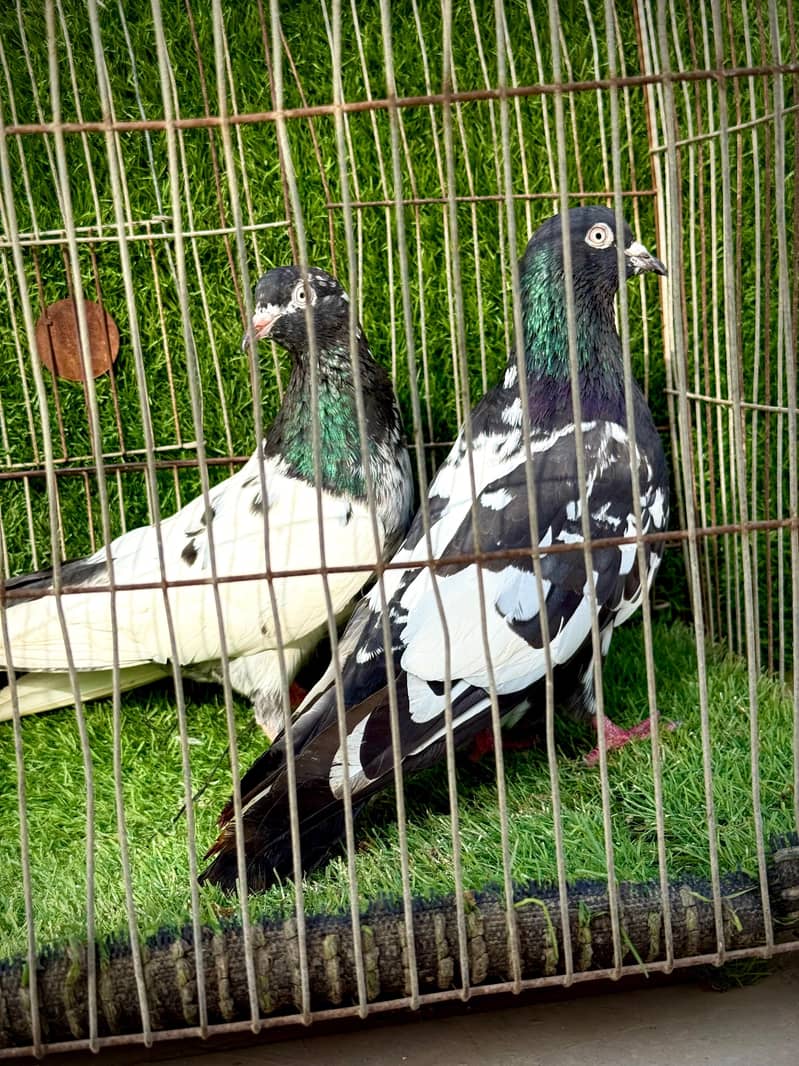 Rampuri pair 1