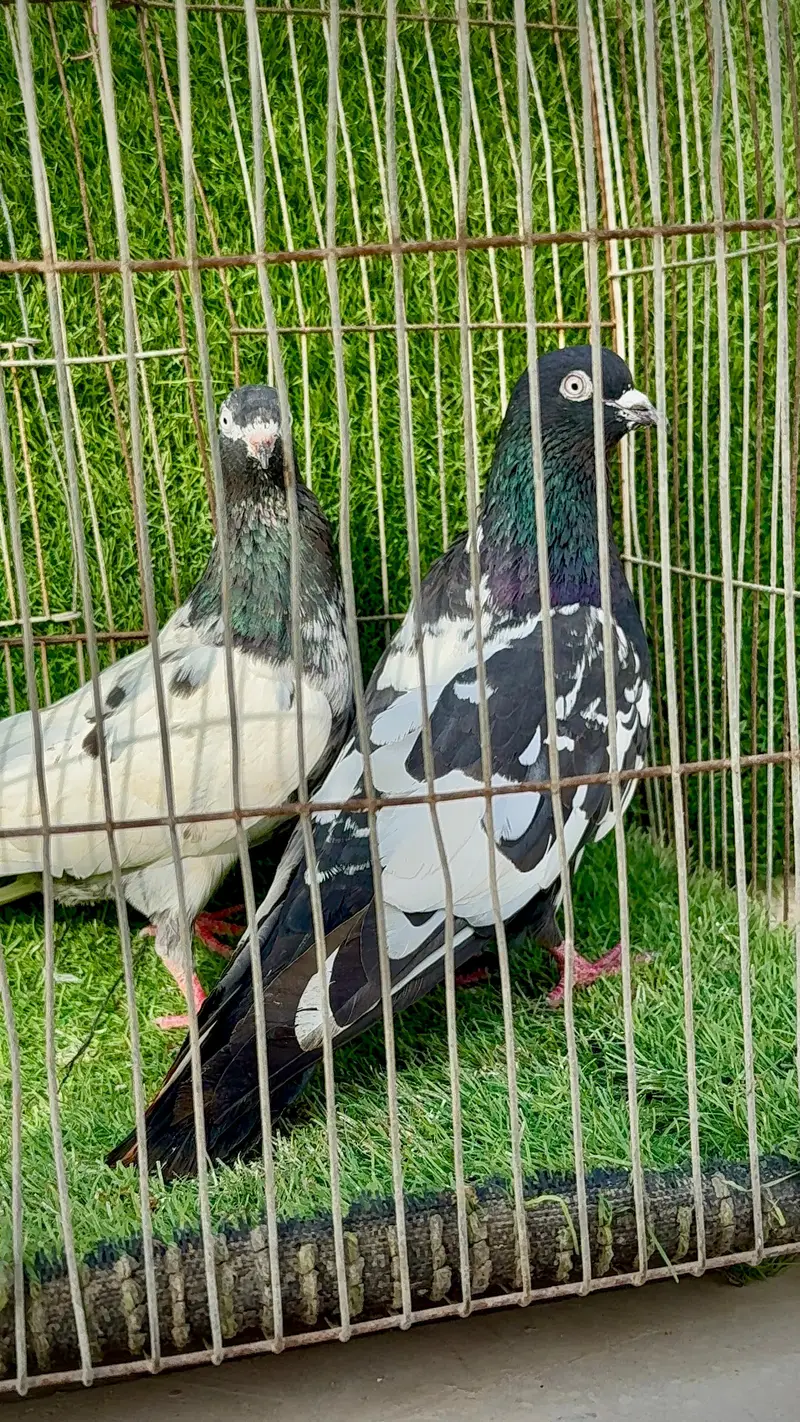 Rampuri pair — photo 3