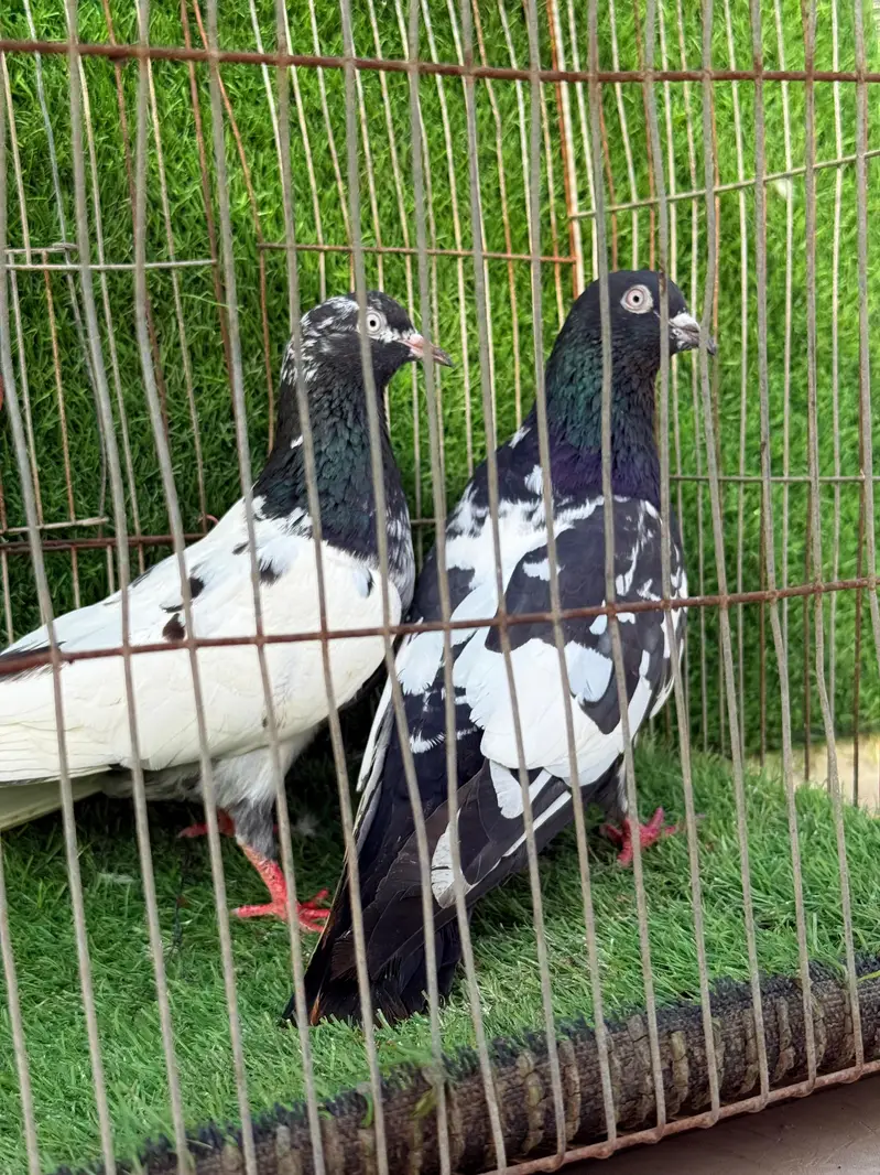 Rampuri pair — photo 4