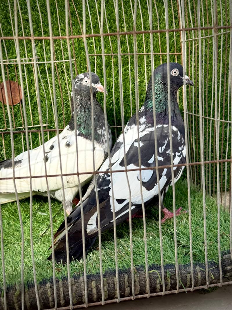 Rampuri pair 4